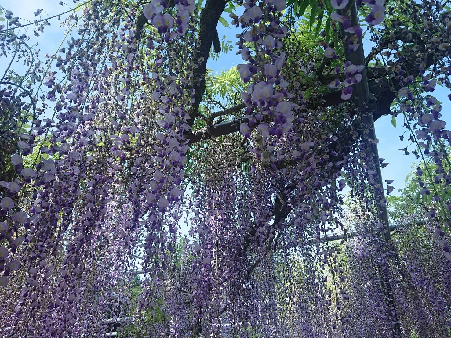 🌲九尺ふじを見に行ってきました🌲